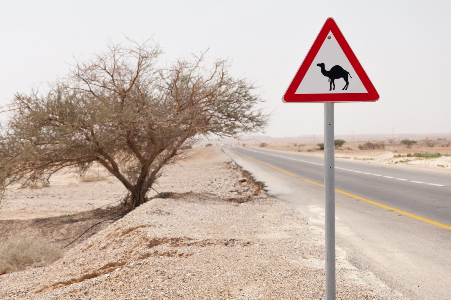 Pourquoi choisir un safari dans le désert de Dubai pour une expérience inoubliable ?