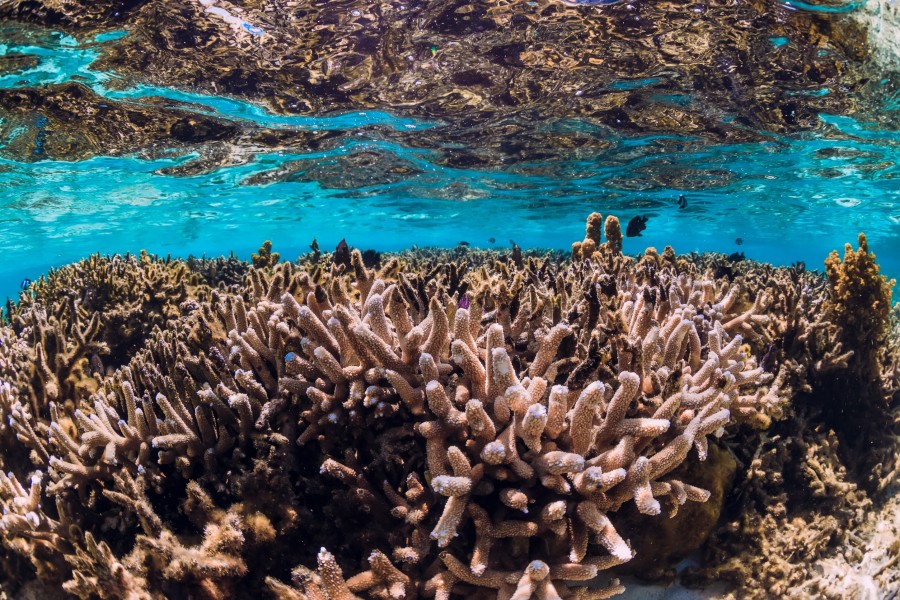 Quelles espèces marines peut-on rencontrer à la réserve Cousteau ?