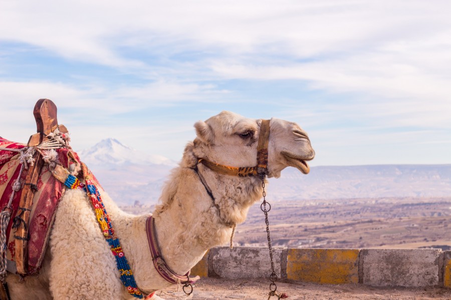 Quelles sont les meilleures activités à faire lors d'un safari dans le désert de Dubai ?