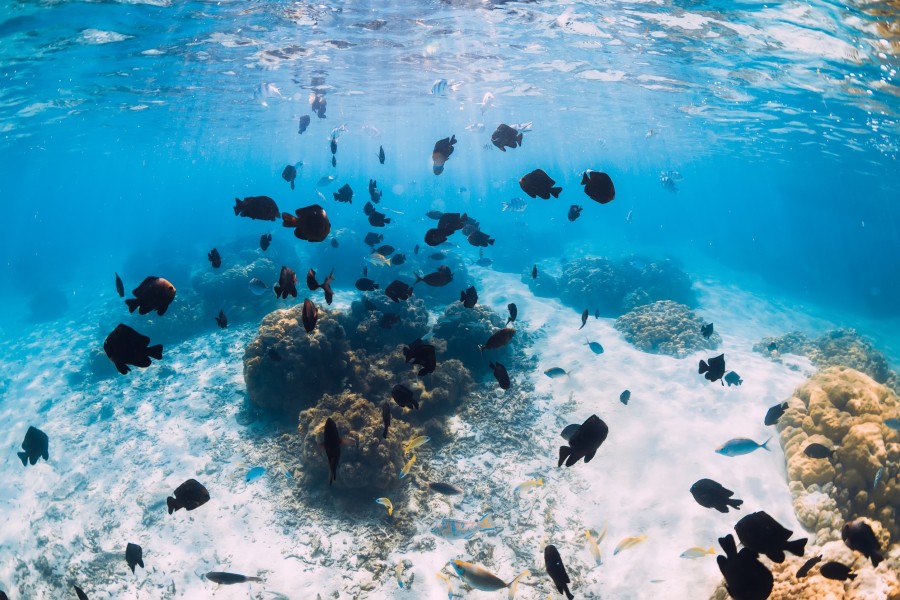 Découverte de la réserve Cousteau : un paradis pour les plongeurs
